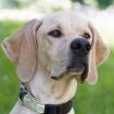 PALOA - weiblich  2 Jahre  60 cm  25 kg  Englisch Pointer  Gechipt  Kastriert  K