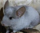 Chinchilla Angora Männchen