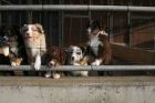 Traumhafte Australian Shepherd Welpen