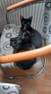 2 Hauskatzen, männlich, 15.4.2025 (Preis gilt für beide zusammen)