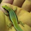 Phelsuma Klemmeri 1.0