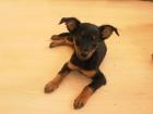 Chihuahua pinscher mix