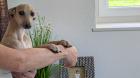 Italienische Windspiele .... Italian Greyhound