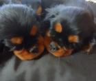 Cavalier King Charles Welpen black&tan