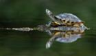 Gelbwangenschildkröte sucht neues Zuhause	