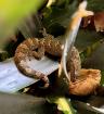 Jungferngecko Lepidodactylus lugubris