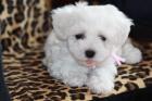 Bichon Frise Welpen sofort zur Abgabe