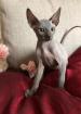 Sphynx Kitten mit Stammbaum