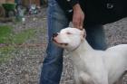 Kupierte Dogo Argentino Hündin 7 Mon.