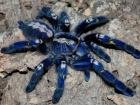 Hi verkaufe meine 3 Poecilotheria