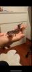 3 Leopardgeckos inkl Terrarium und Technik