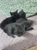 BKH Kätzchen Kitten Katze