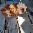 Lunkarya Meerschweinchen und Rosetten