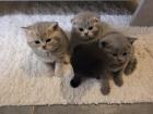 Bkh/scottish fold kitten