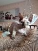 Devon Rex kitten suchen  gute Zuhause