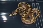 0.1 Enchi Spider 100% Het Pied