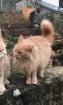 Maine Coon Katze / Kater suchen liebevolles Zuhause