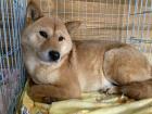 Misoka - Shiba Inu Mischling - lieb, verträglich