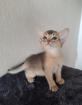 Bezaubernde Abessinier Kitten
