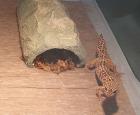 Leopardgecko Männchen sucht neues Zuhause