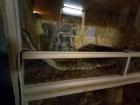 Schlangen mit Terrarien zu verkaufen 