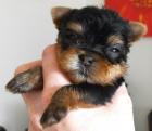 VDH Yorkhire Terrier Welpen