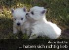 West Highland Terrier Welpen suchen dich!