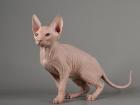 Sphynx (Don) Kitten mit 2G+ - Abgabebereit! Reinrassige mit Tasthaare