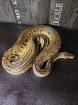 1.0 Königspython Ballpython Black Pewter (black pastel, pastel) adult Python Reg