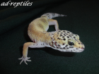 0,1 Hypo Snow Leopardgecko