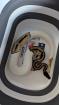 Python regius Bestandsauflösung