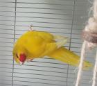 Ziegensittichhahn MANGO sucht zuhause