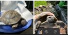 2 Griechische Landschildkröten, beide männlich, suchen ein neues artgerechtes Zu