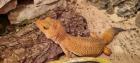 3 Leopardgeckos, weiblich, Terrarium
