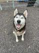 Starlight - aktiv, lieb - Husky-Mix