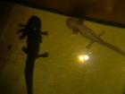 Junge Axolotl abzugeben