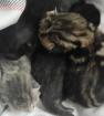 Kitten auf Verhandlungsbasis ab Juli abzugeben