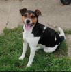 DECKRUEDE Jack Russel reinrassig