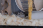 Gratis kleine Roborowski Hamster frei zu haben