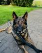 Dringend – Schäferhund Rüde „Hasko“ sucht erfahrenes Zuhause
