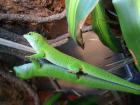 Großer Madagaskar Taggecko (Phelsuma Madagascariensis Grandis) - Männchen