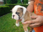 English Bulldog Welpen suchen ein neues Zuhause 