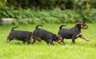 Süßes Zwergpinscher Papieren-abgabebereit-