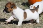 Jack Russel Welpen