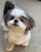 Kleine Shih Tzu Welpen