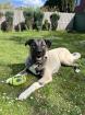 Kangal Patron sucht neues Zuhause