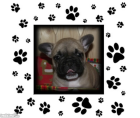 French Bulldog Welpen