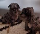 Yorkiepom in blue merle und black