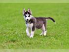 Bezaubernde Sibirian Husky Welpen