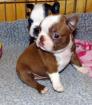 Boston-Terrier- Welpen